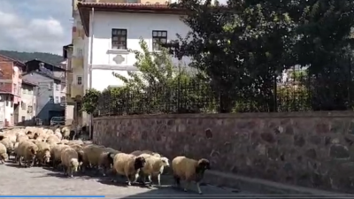 Niksar yaylalarından ovaya inen koyunlar bekleniyor