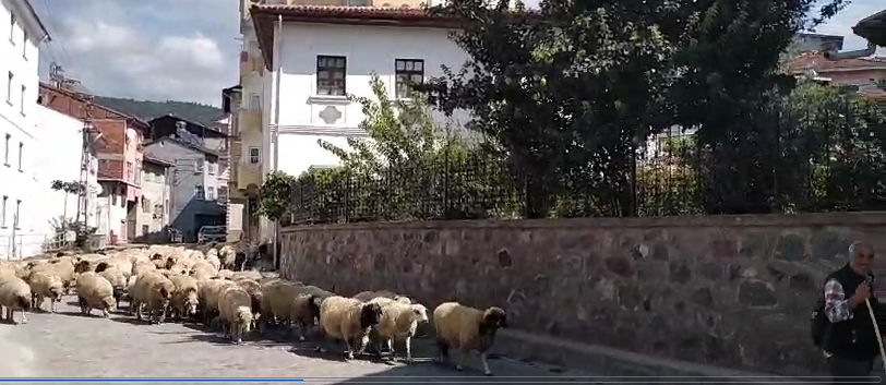 Niksar yaylalarından ovaya inen koyunlar bekleniyor